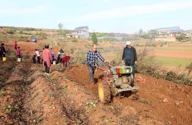 星际使者富硒地瓜（星际使者富硒地瓜）-硒宝网