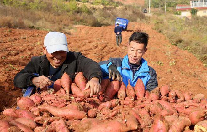 星际使者富硒地瓜（星际使者富硒地瓜）-硒宝网