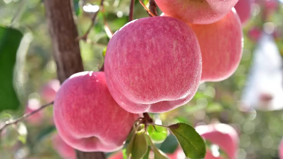 富硒地瓜和西瓜红(西瓜地瓜红富硒含量高吗)-硒宝网