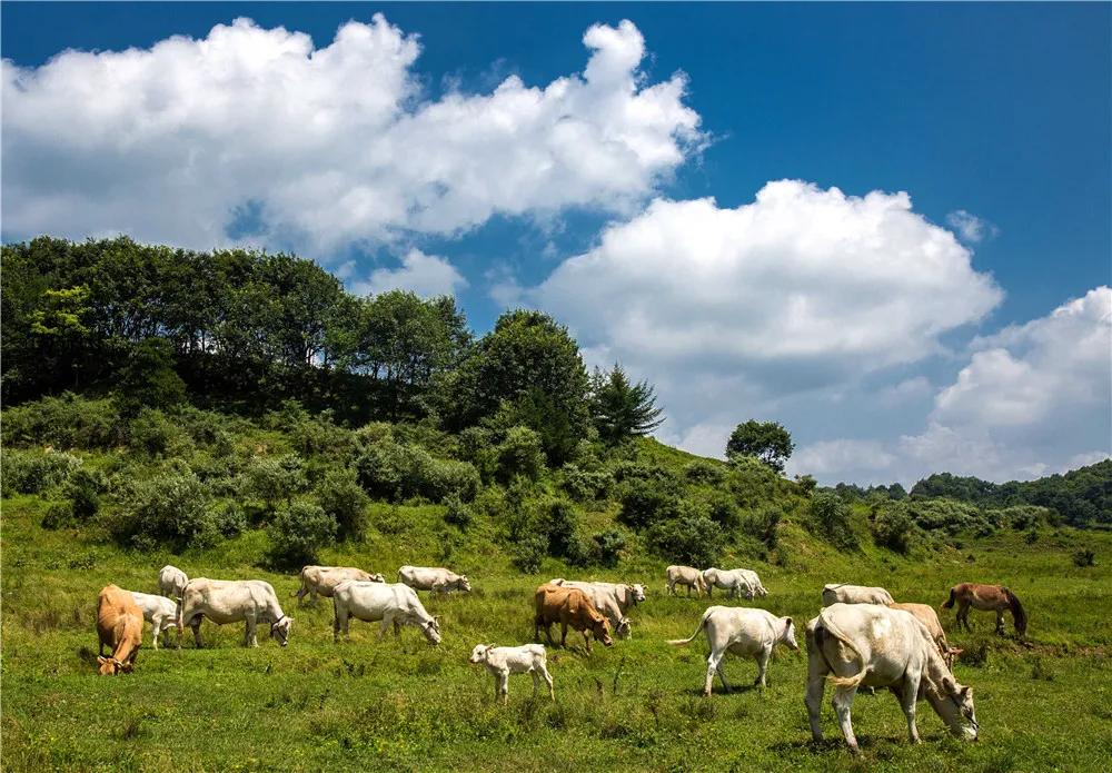 富硒地瓜含糖高吗(糖地瓜含富硒高钙吗)-硒宝网
