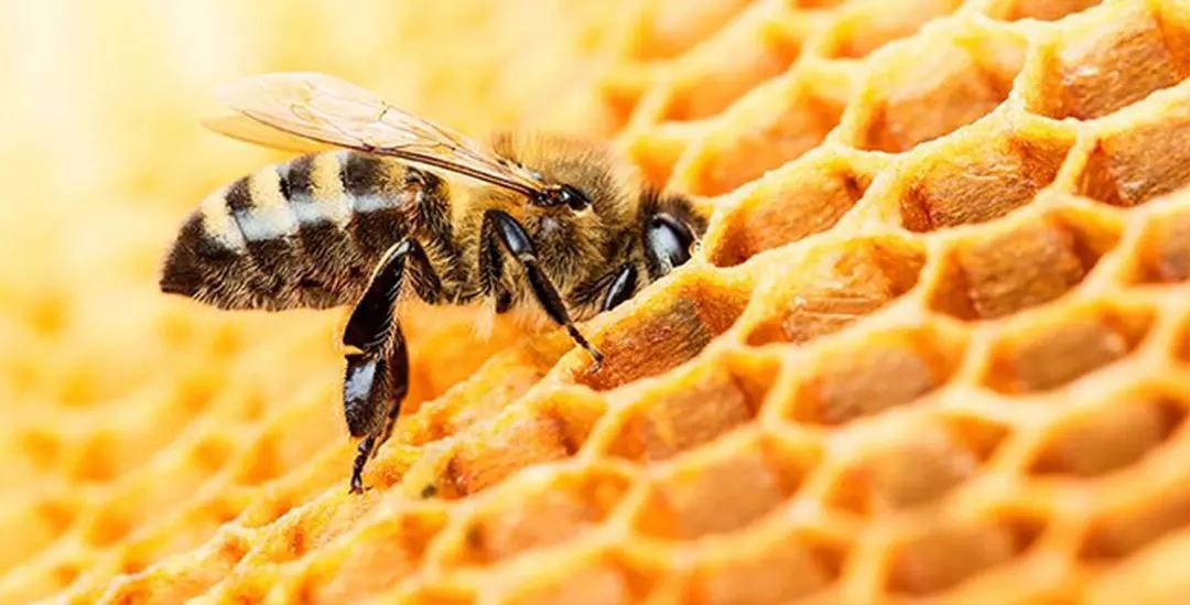 富硒地瓜含糖高吗(糖地瓜含富硒高钙吗)-硒宝网