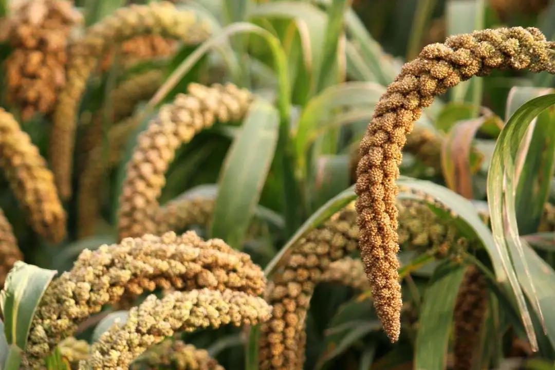 富硒地瓜含糖高吗(糖地瓜含富硒高钙吗)-硒宝网