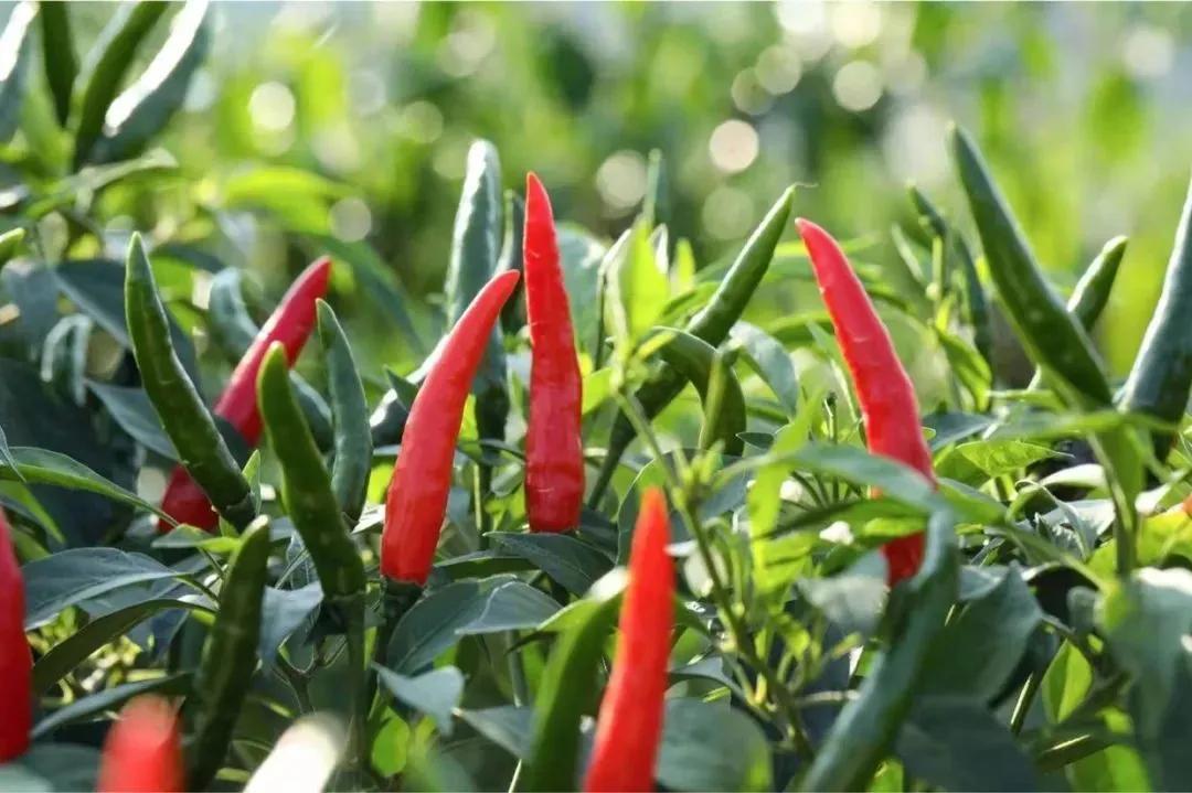 富硒地瓜含糖高吗(糖地瓜含富硒高钙吗)-硒宝网