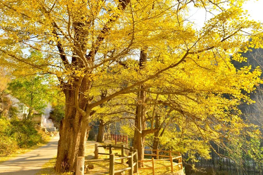 富硒地瓜含糖高吗(糖地瓜含富硒高钙吗)-硒宝网