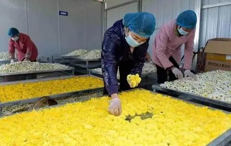 富硒地瓜含糖高吗(糖地瓜含富硒高钙吗)-硒宝网