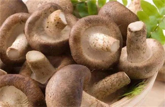 富硒地瓜含糖高吗(糖地瓜含富硒高钙吗)-硒宝网