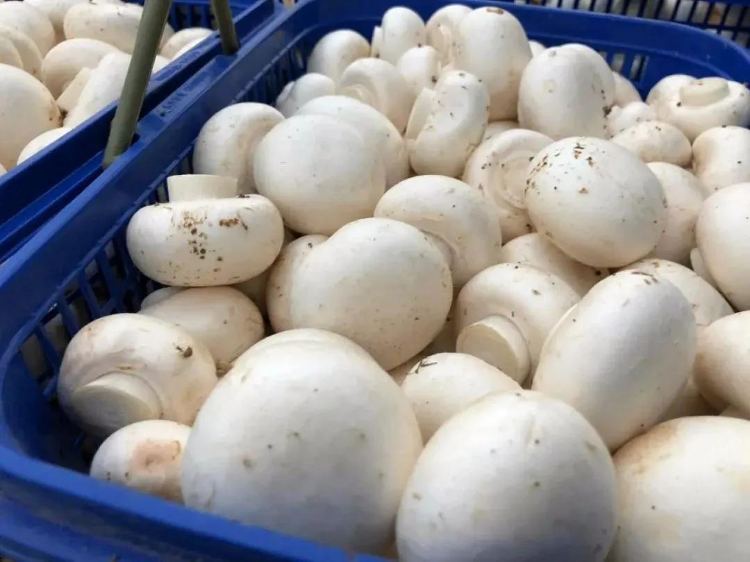 富硒地瓜含糖高吗(糖地瓜含富硒高钙吗)-硒宝网