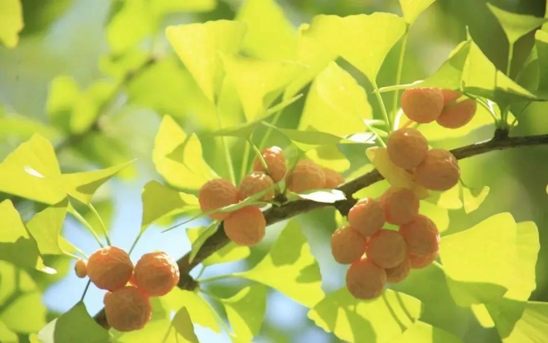 富硒地瓜含糖高吗(糖地瓜含富硒高钙吗)-硒宝网