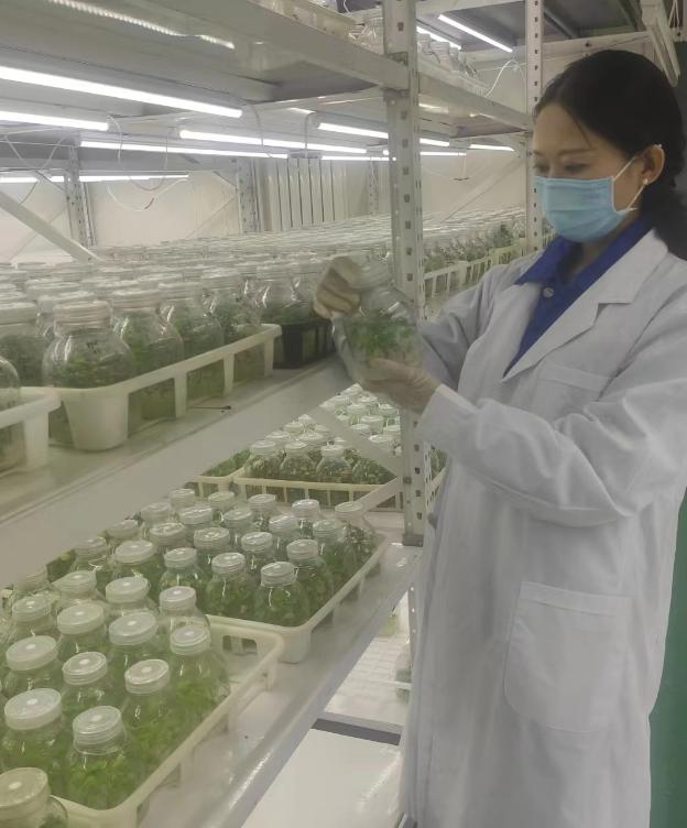 富硒地瓜如何育苗(富硒地瓜种植技术视频教程)-硒宝网