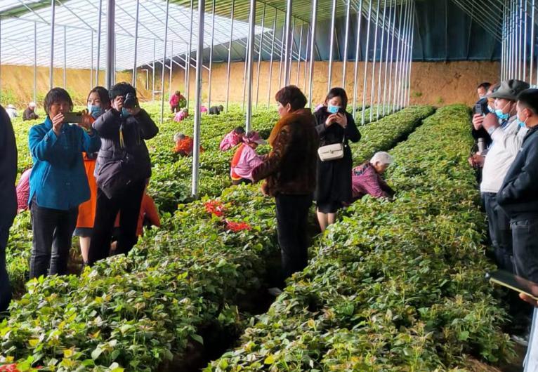 富硒地瓜如何育苗(富硒地瓜种植技术视频教程)-硒宝网