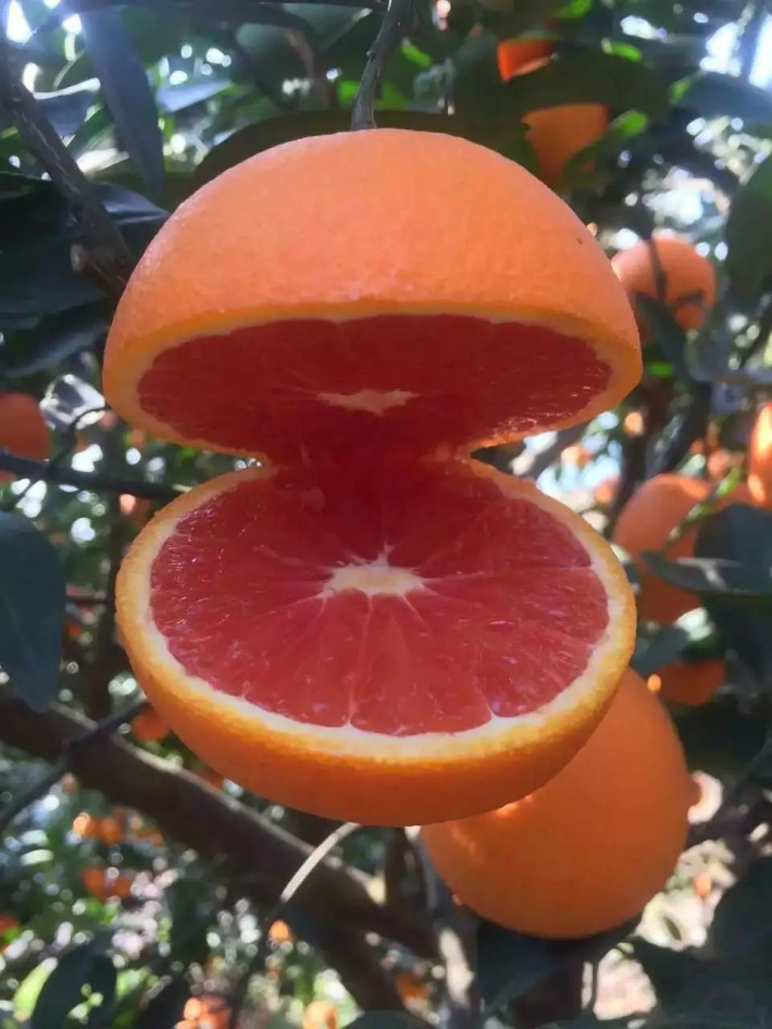 富硒地瓜水分太大（富硒地瓜是转基因的吗）-硒宝网