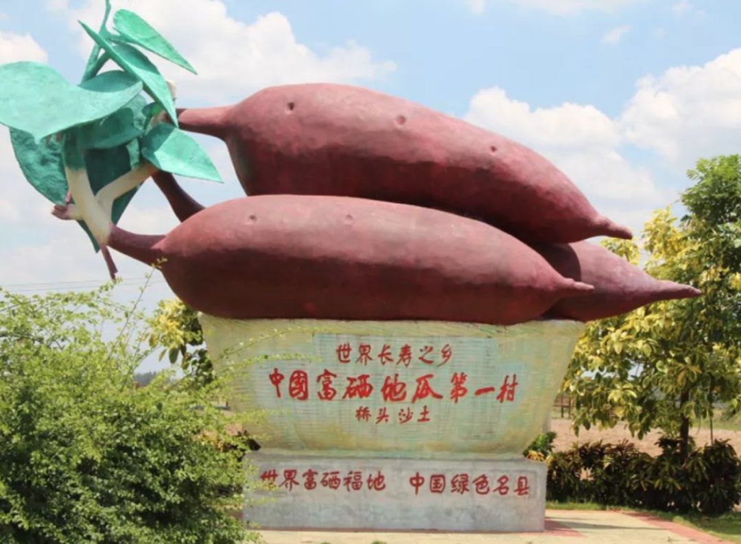 富硒地瓜济薯26(济薯26地瓜好吃吗)-硒宝网