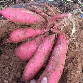 富硒地瓜济薯26(济薯26地瓜好吃吗)-硒宝网