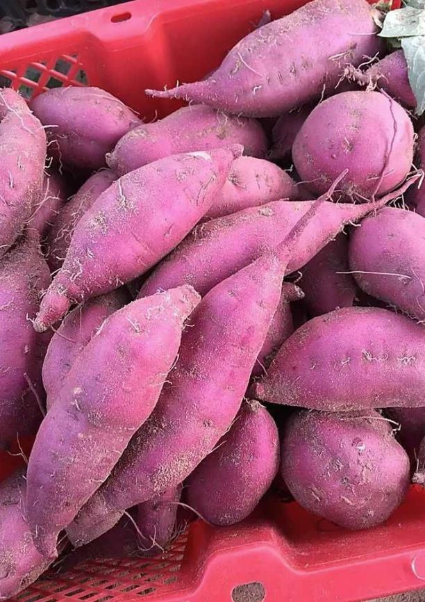 富硒地瓜济薯26(济薯26地瓜好吃吗)-硒宝网