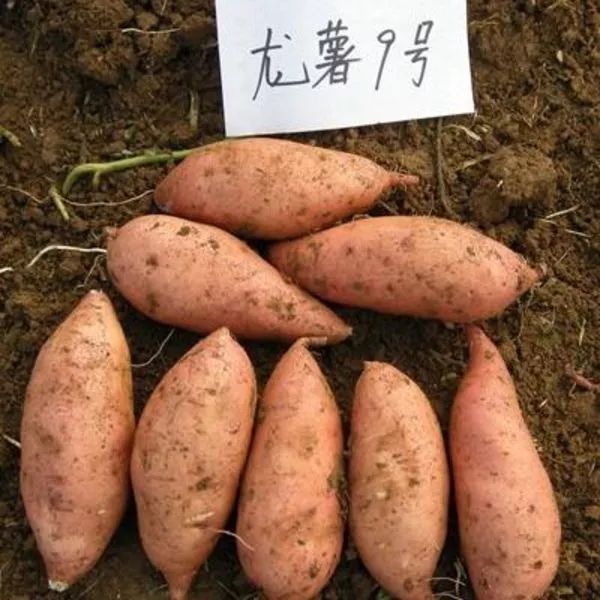 富硒地瓜济薯26(济薯26地瓜好吃吗)-硒宝网
