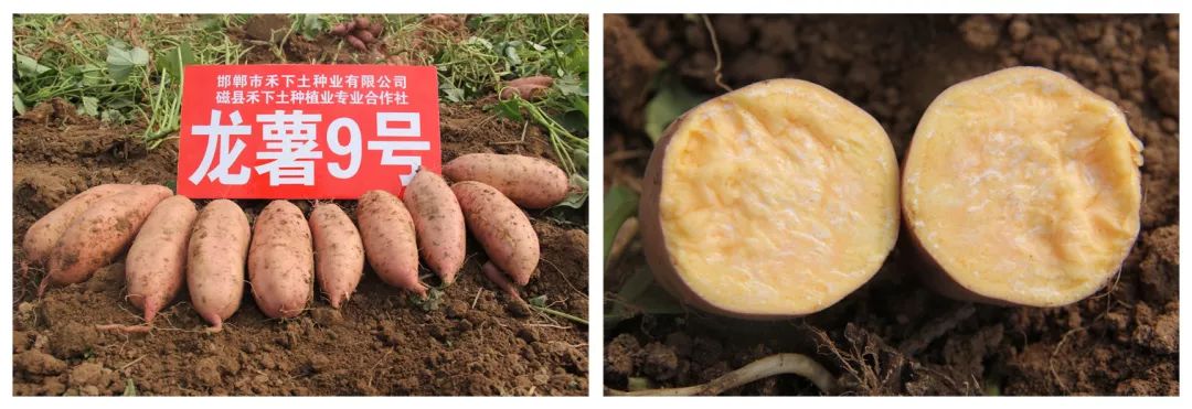 富硒地瓜济薯26(济薯26地瓜好吃吗)-硒宝网