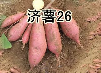 富硒地瓜济薯26(济薯26地瓜好吃吗)-硒宝网