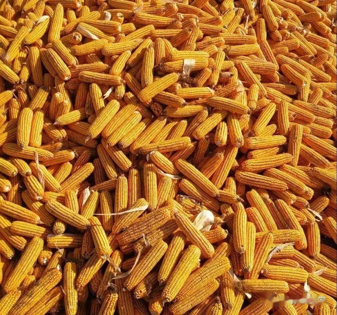 富硒地瓜哪里的好(富硒地瓜营养价值)-硒宝网