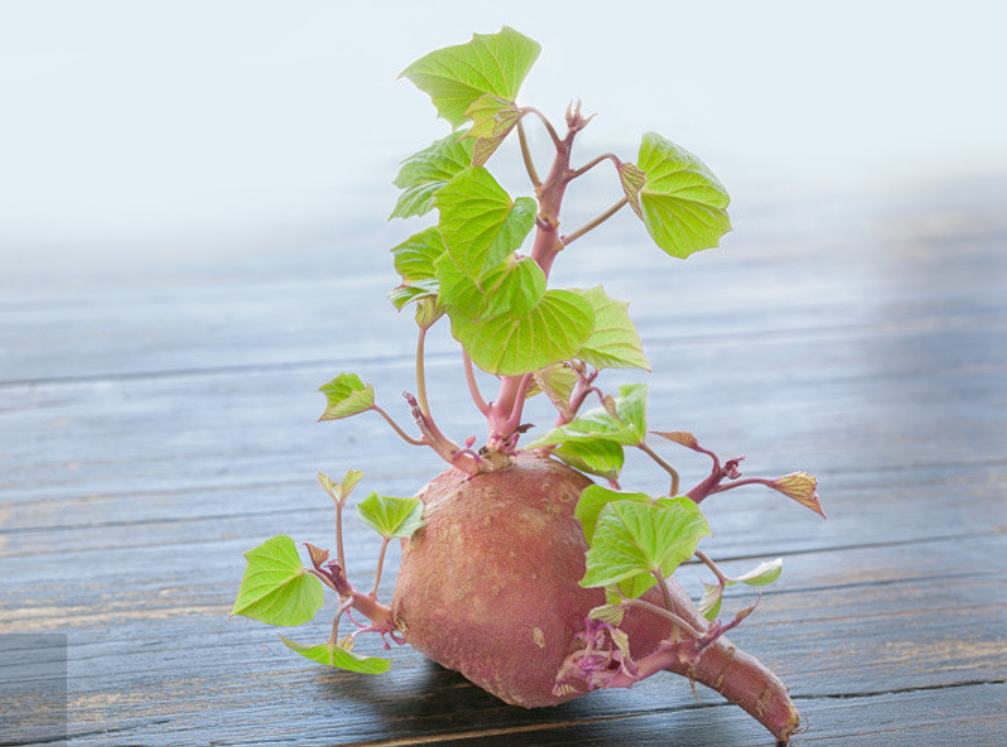 富硒地瓜含糖高吗(糖地瓜含富硒高不高)-硒宝网