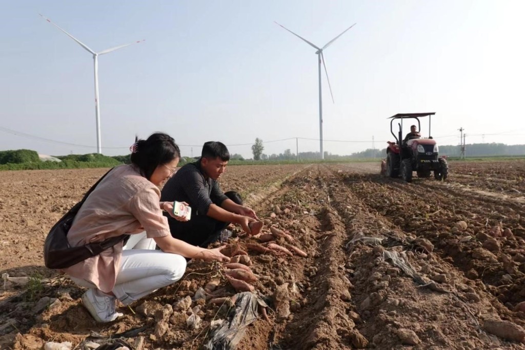 河南兰考富硒地瓜(兰考红薯种植合作社)-硒宝网