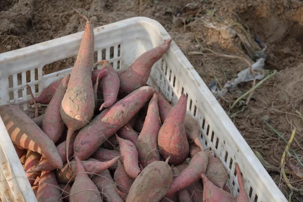 河南兰考富硒地瓜(兰考红薯种植合作社)-硒宝网