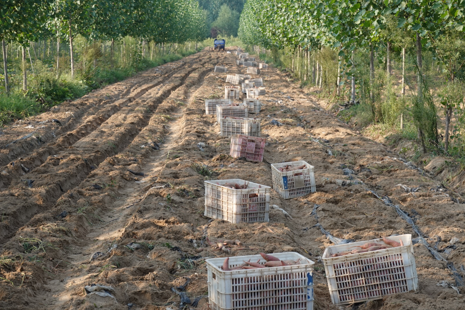 河南兰考富硒地瓜(兰考红薯种植合作社)-硒宝网
