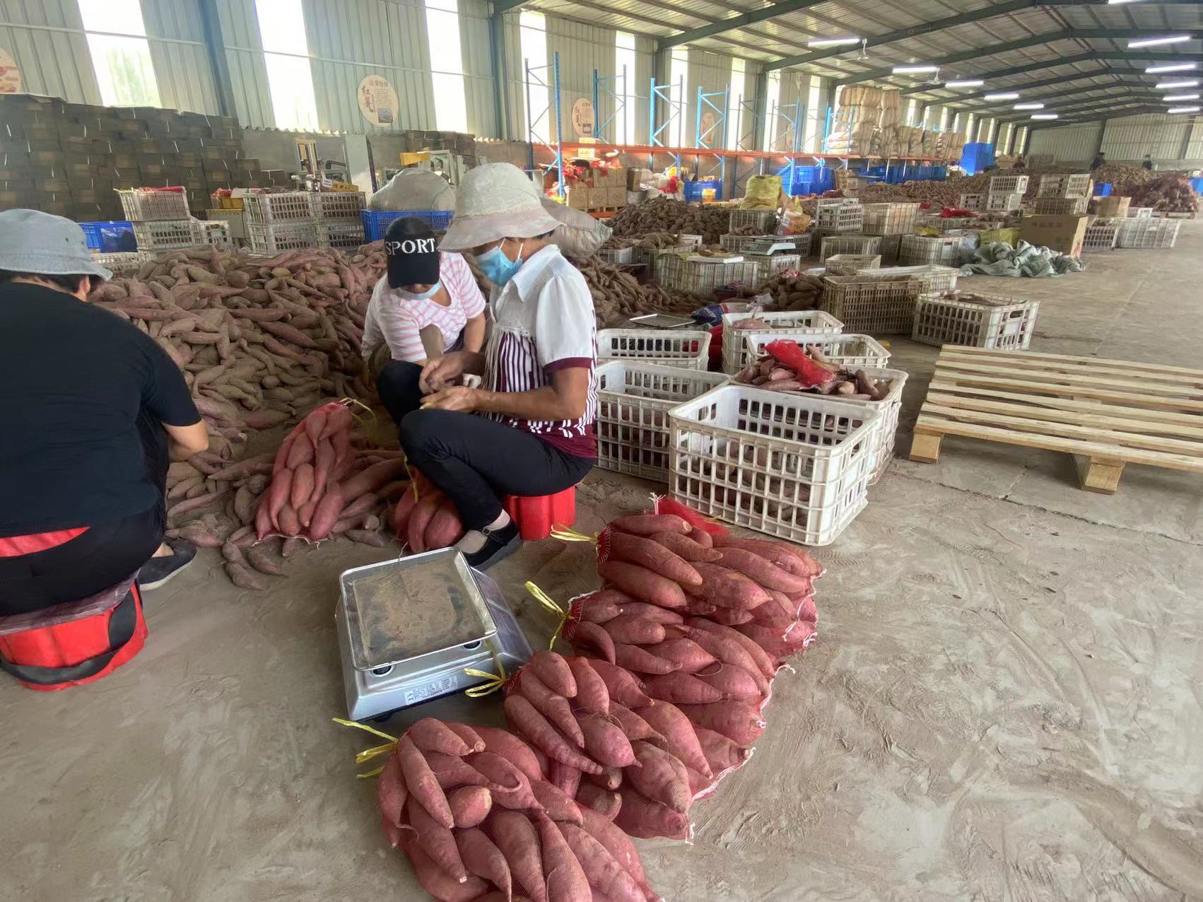 河南兰考富硒地瓜(兰考红薯种植合作社)-硒宝网