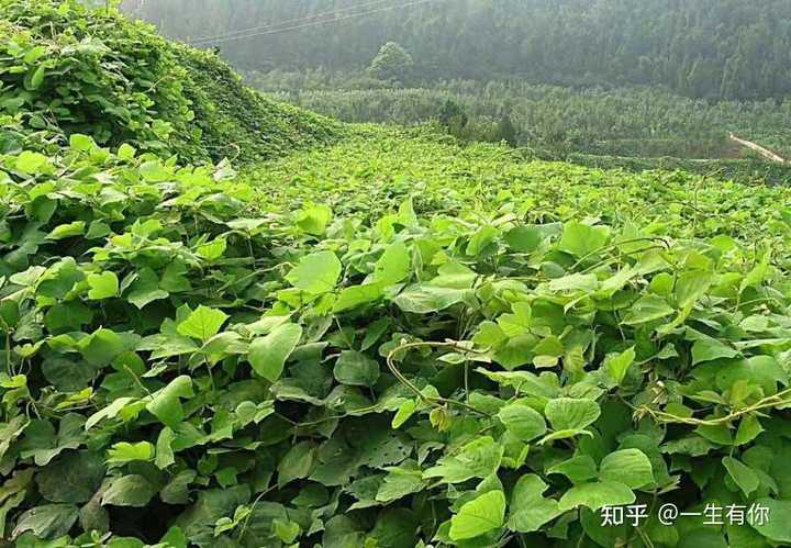 富硒地瓜是哪个省（富硒地瓜产地有哪些）-硒宝网