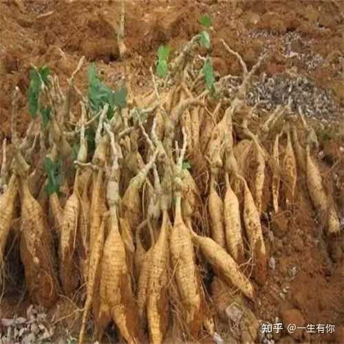 富硒地瓜是哪个?。ǜ晃毓喜赜心男?硒宝网