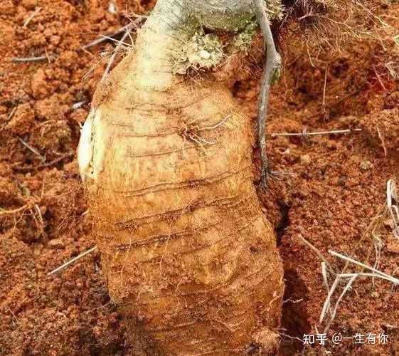 富硒地瓜是哪个?。ǜ晃毓喜赜心男?硒宝网