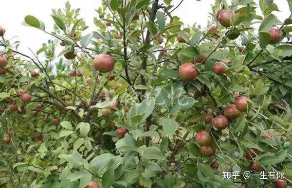 富硒地瓜是哪个?。ǜ晃毓喜赜心男?硒宝网