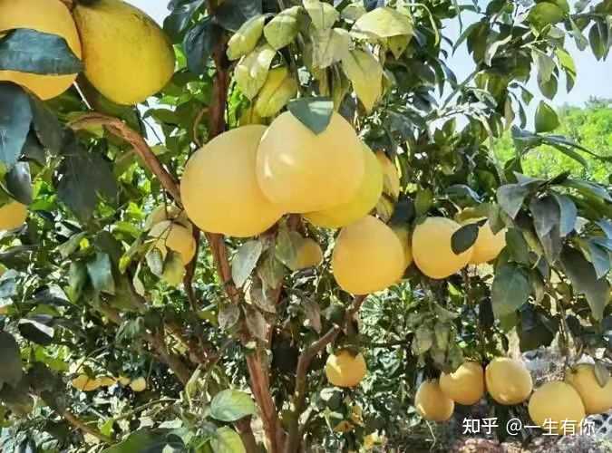 富硒地瓜是哪个?。ǜ晃毓喜赜心男?硒宝网