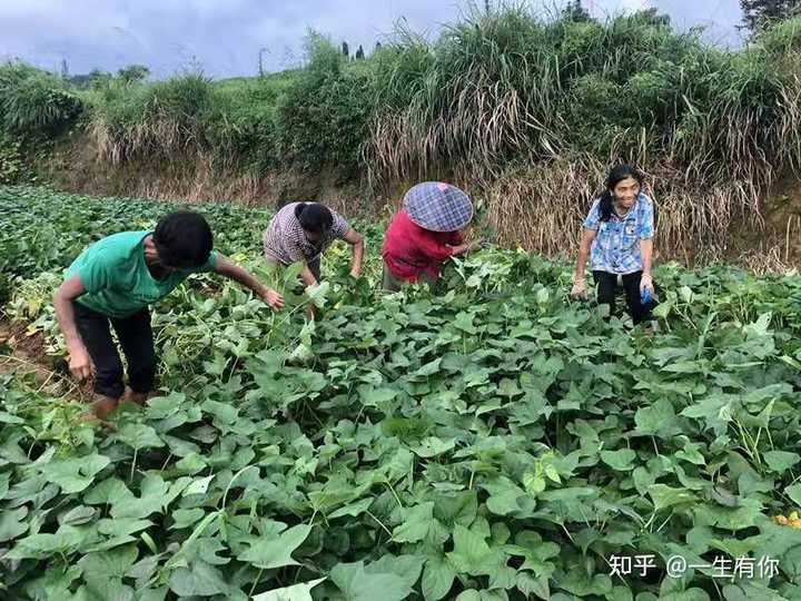 富硒地瓜是哪个?。ǜ晃毓喜赜心男?硒宝网