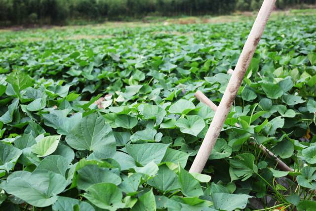 富硒地瓜食用方法（食用地瓜富硒方法有哪些）-硒宝网