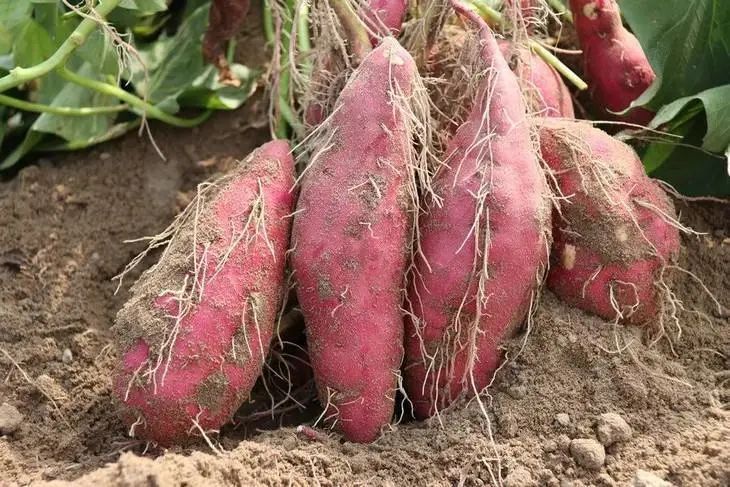 富硒地瓜食用方法（富硒地瓜怎么吃）-硒宝网