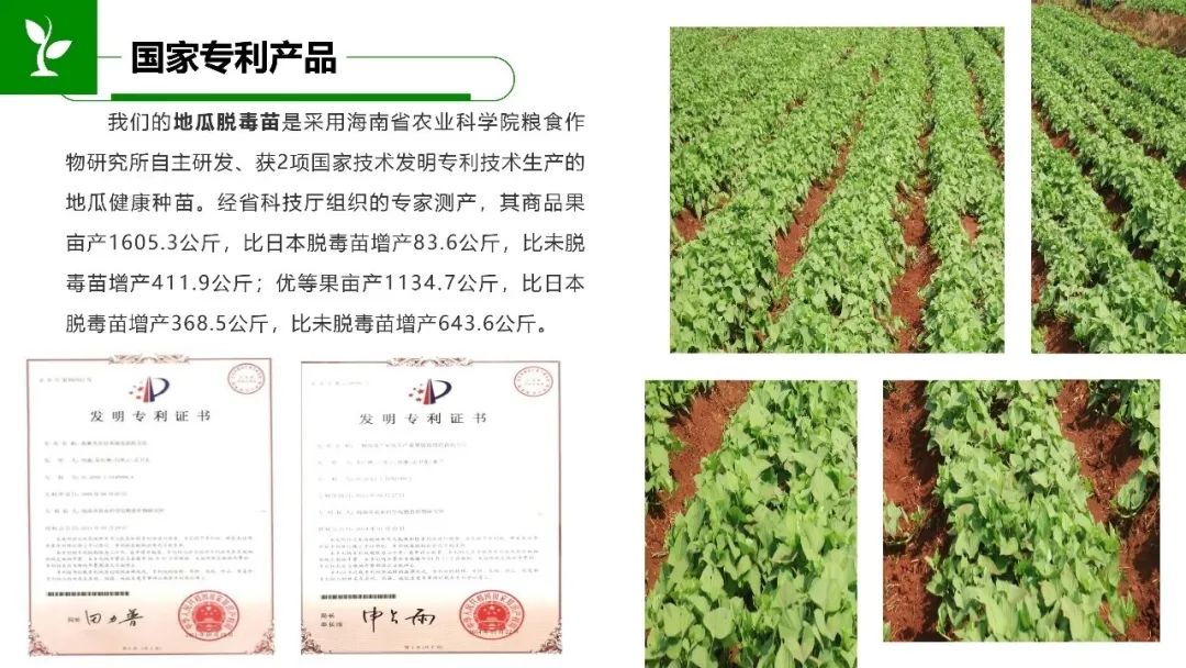 富硒地瓜食用方法（富硒地瓜怎么吃）-硒宝网