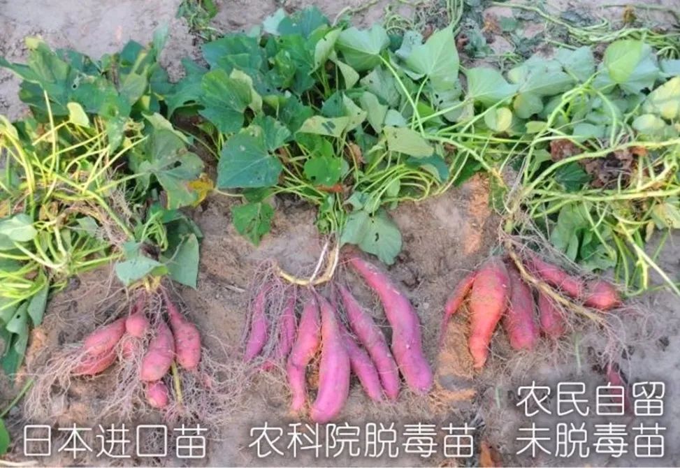 富硒地瓜食用方法（富硒地瓜怎么吃）-硒宝网