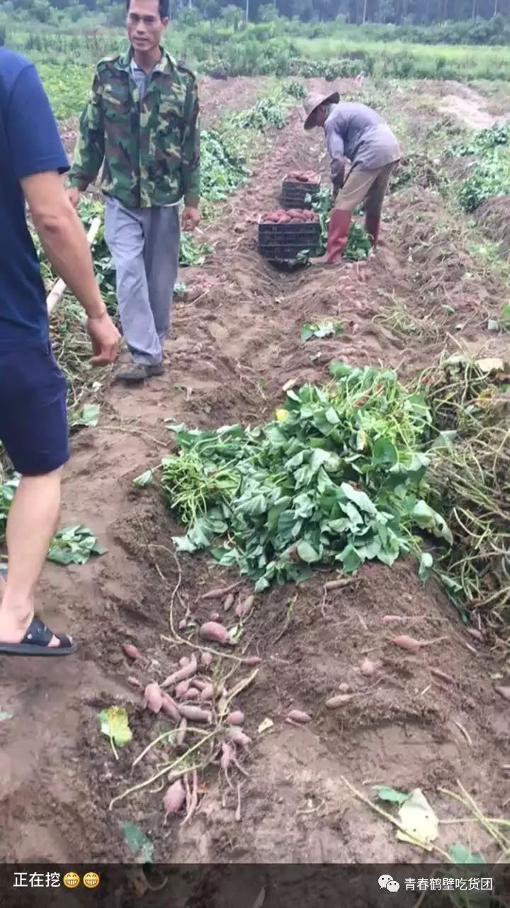 板栗薯和富硒地瓜(板栗地瓜的功效)-硒宝网