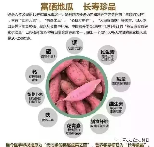 板栗薯和富硒地瓜(板栗地瓜的功效)-硒宝网