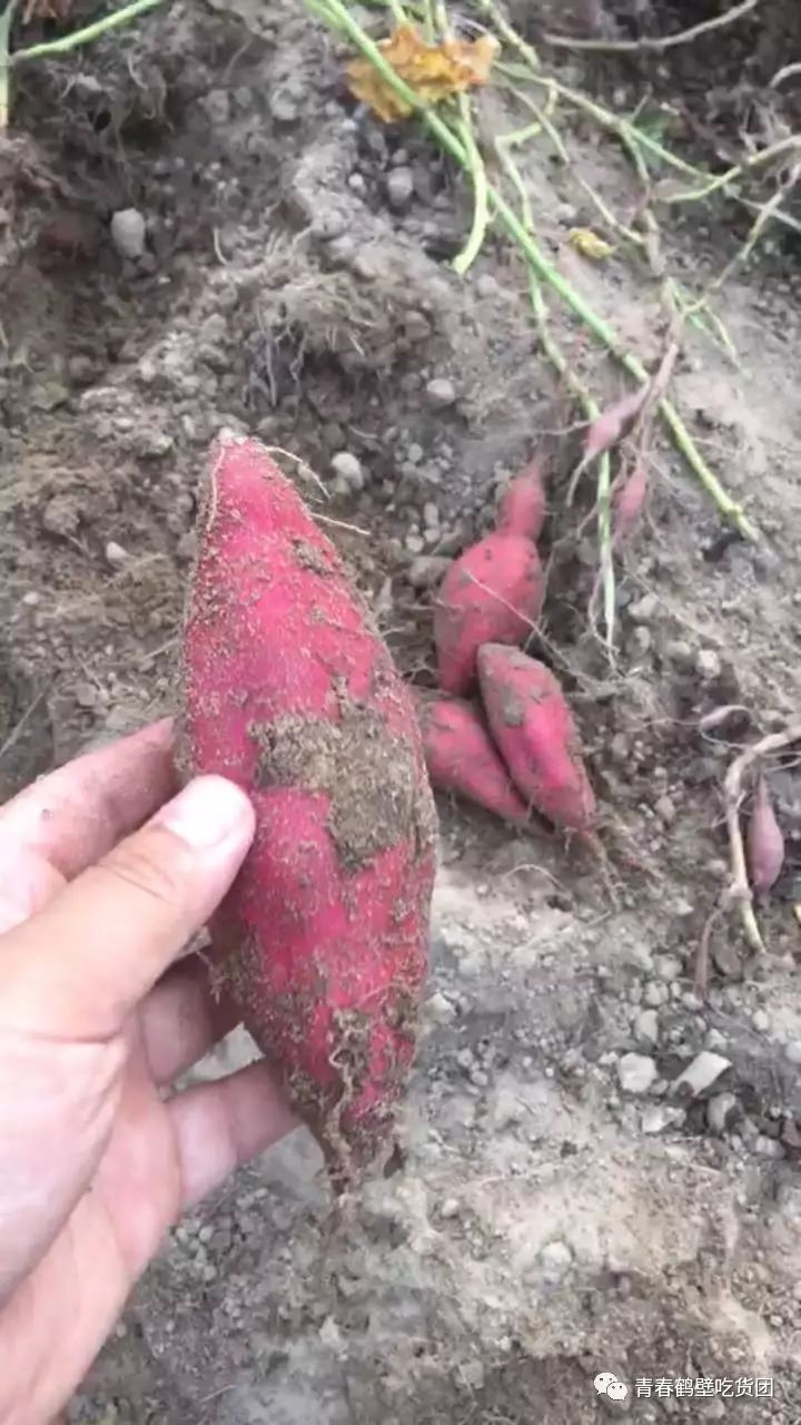 板栗薯和富硒地瓜(板栗地瓜的功效)-硒宝网