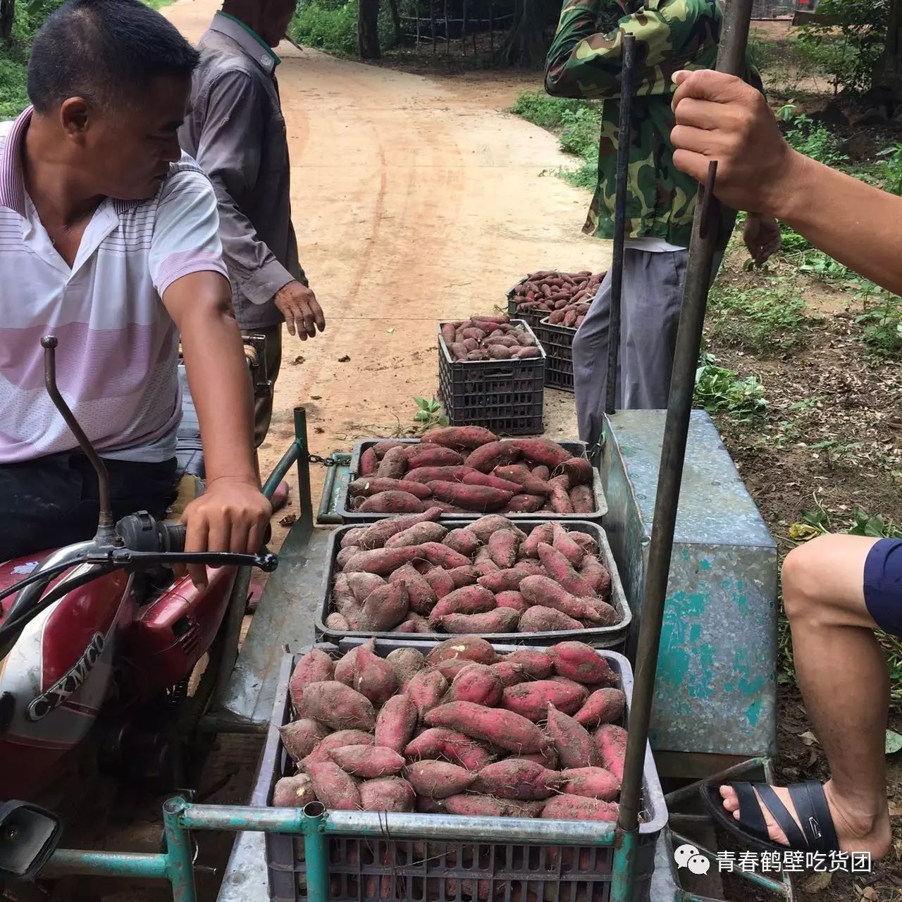 板栗薯和富硒地瓜(板栗地瓜的功效)-硒宝网