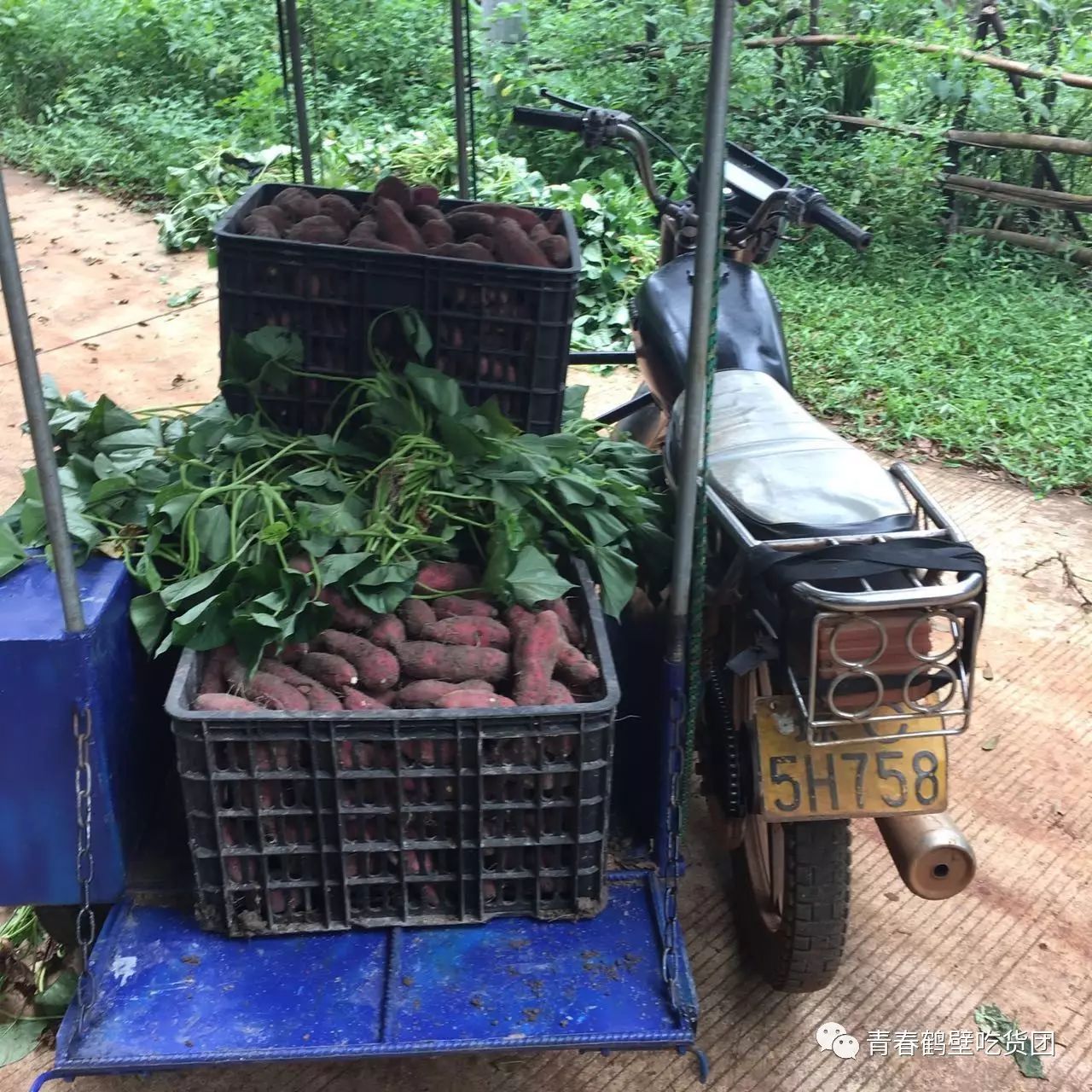 板栗薯和富硒地瓜(板栗地瓜的功效)-硒宝网