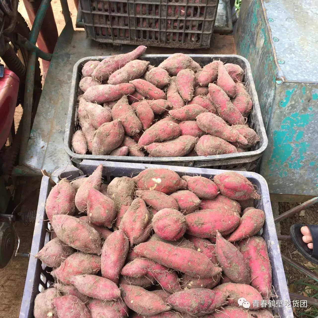 板栗薯和富硒地瓜(板栗地瓜的功效)-硒宝网