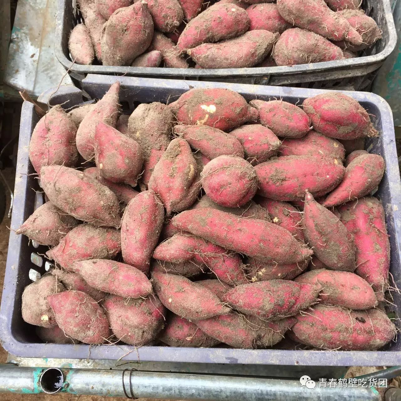 板栗薯和富硒地瓜(板栗地瓜的功效)-硒宝网