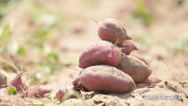 海南?？诟晃毓希êＤ细晃毓隙嗌偾唤铮?硒宝网