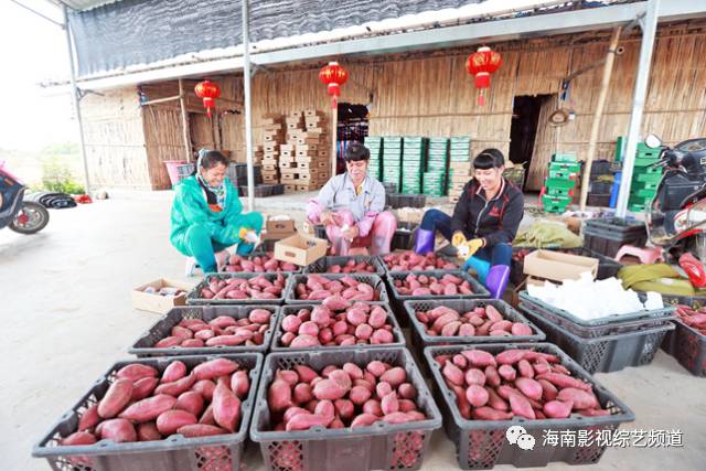 海南海口富硒地瓜（海南富硒地瓜多少钱一斤）-硒宝网