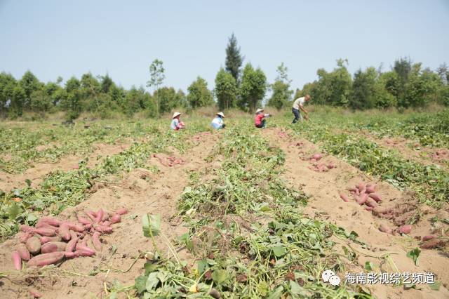 海南?？诟晃毓希êＤ细晃毓隙嗌偾唤铮?硒宝网