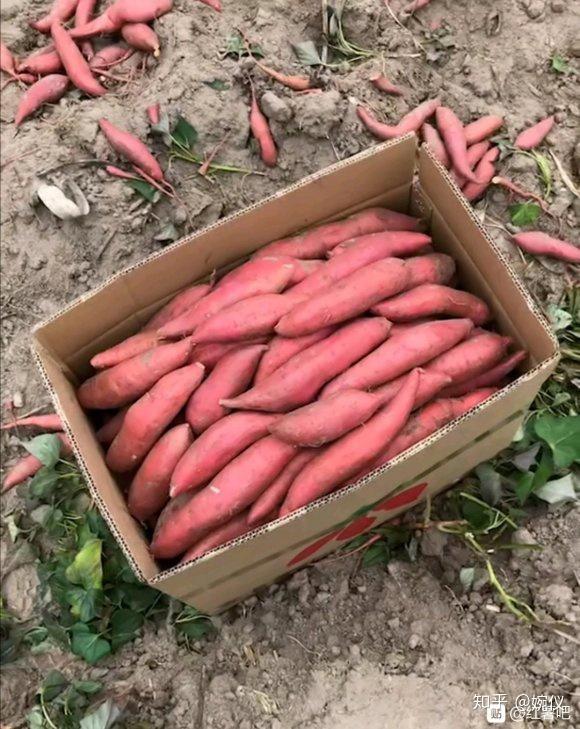 富硒地瓜能做什么(富硒地瓜的做法)-硒宝网