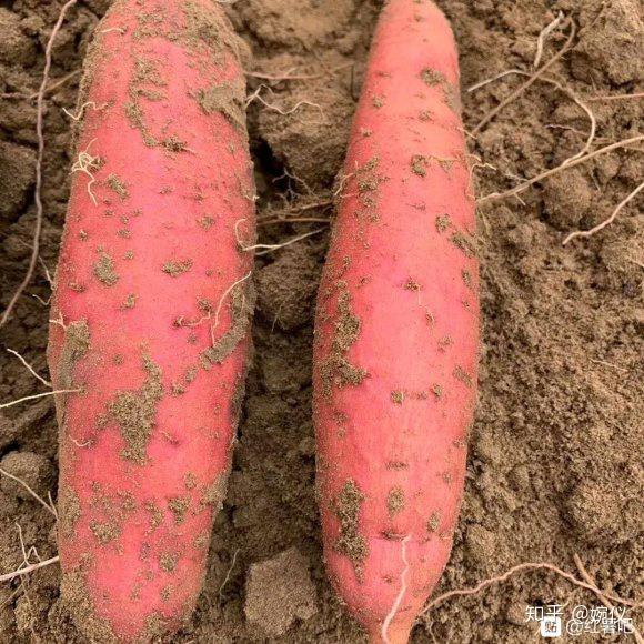富硒地瓜能做什么(富硒地瓜的做法)-硒宝网
