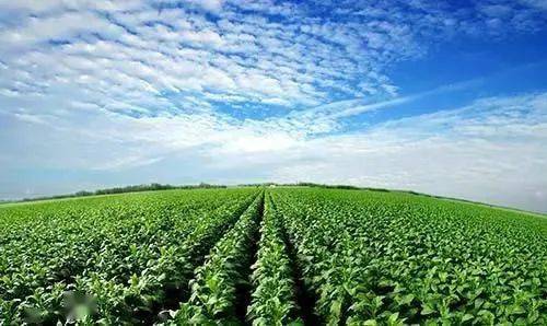 富硒地瓜生产基地（地瓜基地生产富硒食品）-硒宝网